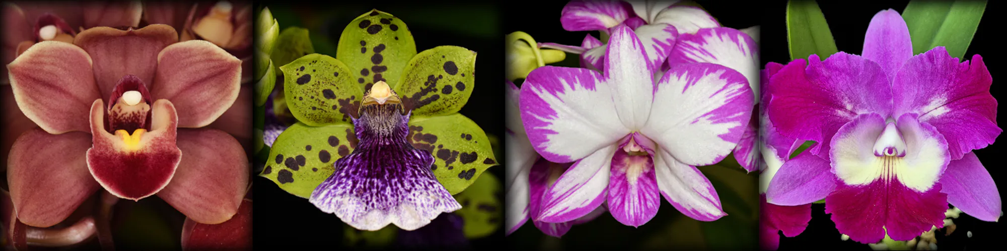 NZOS Orchids Awarded during 2025