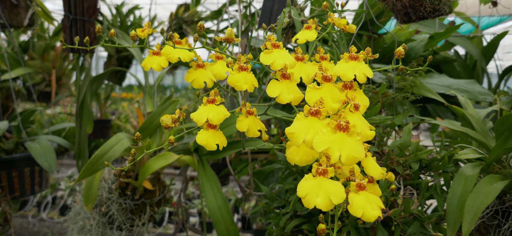 Dancing Lady Orchid (Oncidium) on display at Ninox Orchids