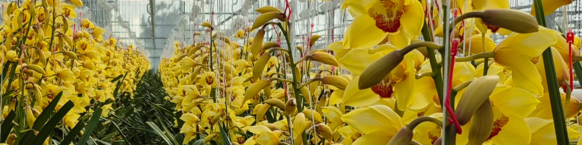 Yellow Cymbidium Flowers from Joshu Nursery, Karaka