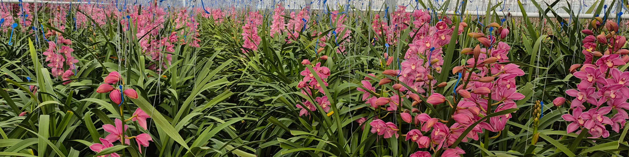 Red cymbidium cut flowers growing at Joshua Nurseries