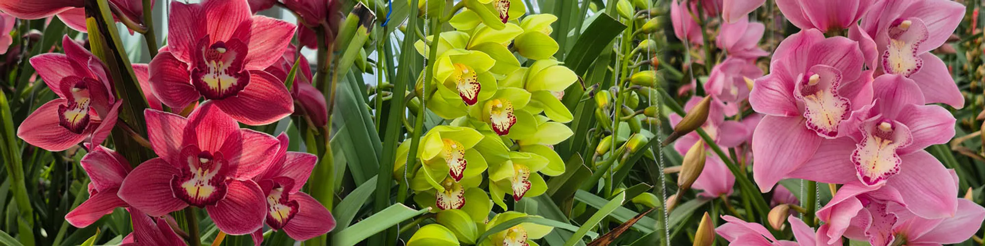 A selection of cymbidium orchids from Joshua Nursery, Karaka