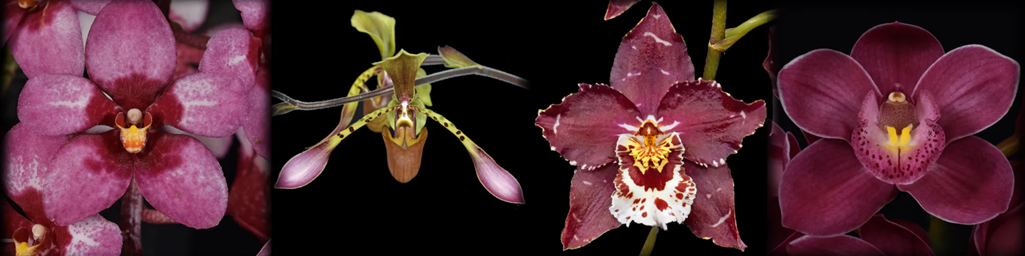 A collection of various orchids, awarded by NZOS 2025