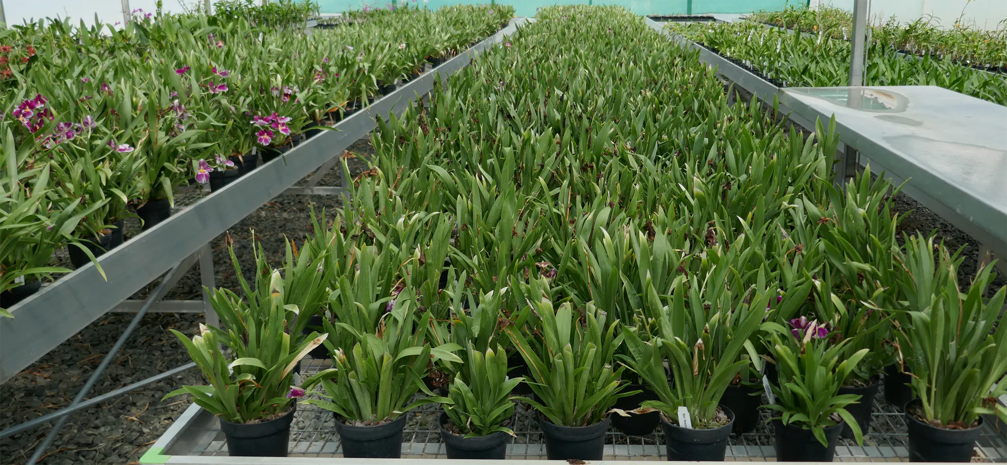 A display of benched Miltoniopsis orchids at Ninox Orchid Nursery. Also known as a Pansy Orchid