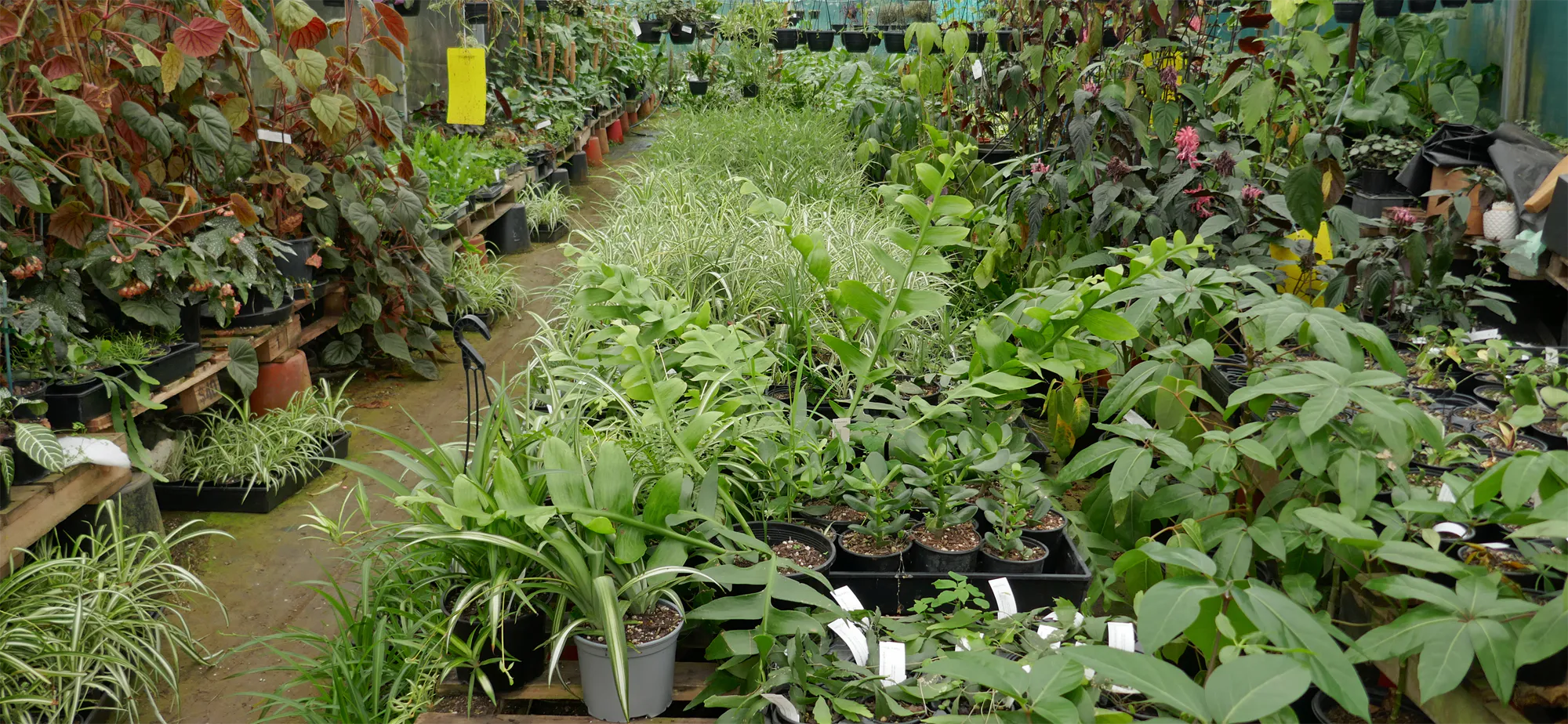 Various pot plants grown by Kentia Palms Nursery