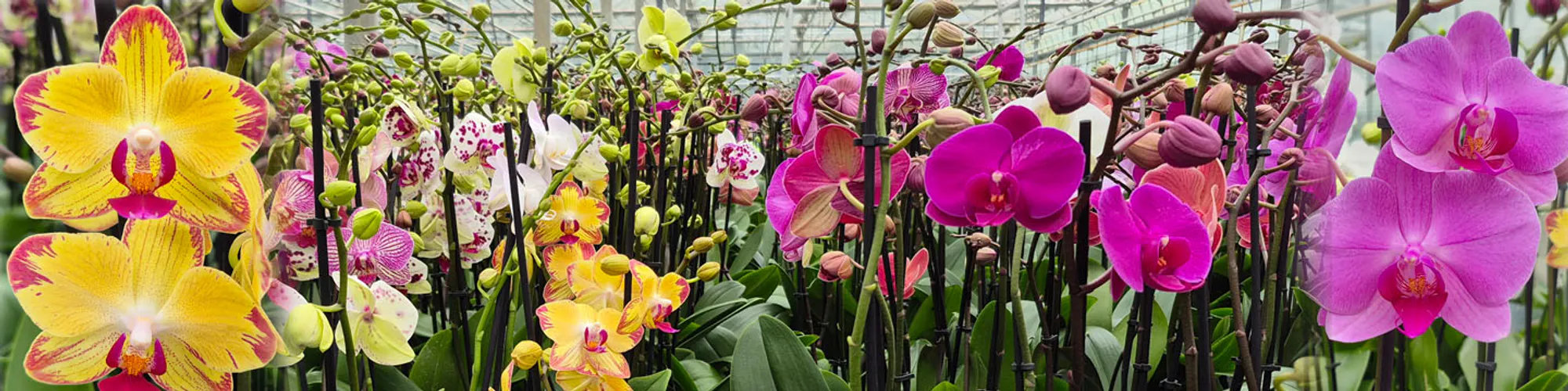 Phalaenopsis orchids from Gellerts Nursery