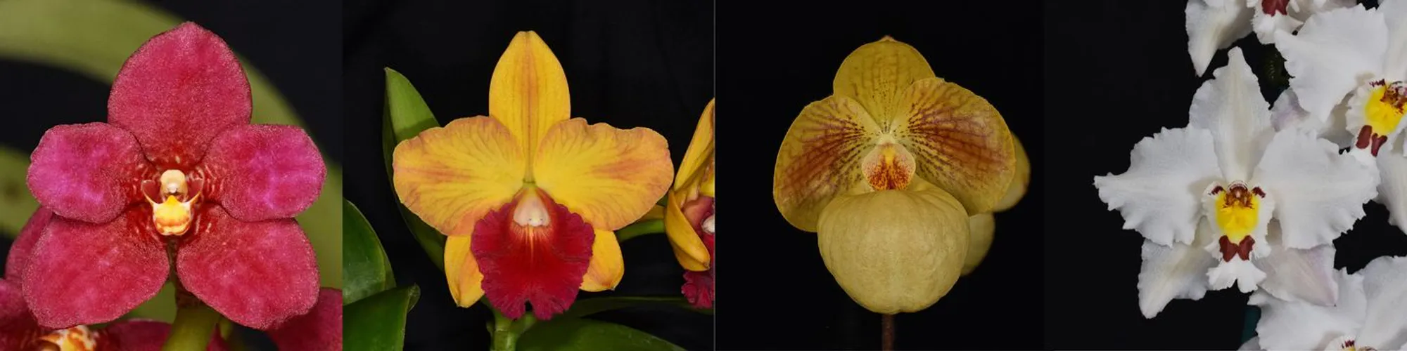 A selection of awarded orchids from the New Zealand Orchid Society