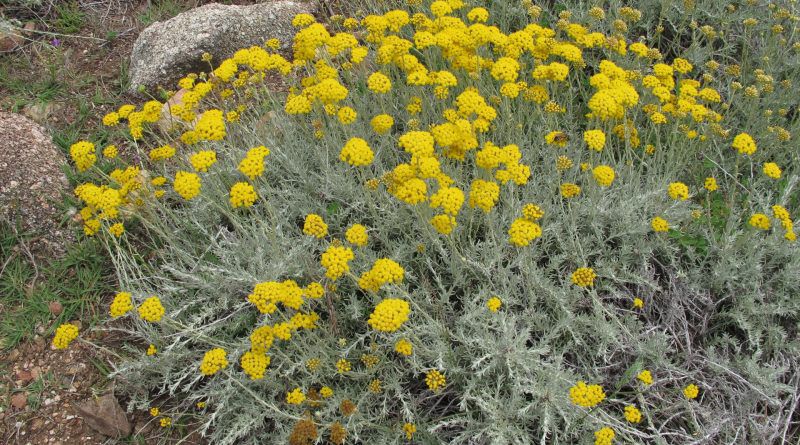 The essential oil of Helichrysum