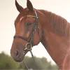 Horses Bridles