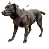 Dog Harnesses