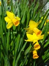 Spring daffodils in Tasman