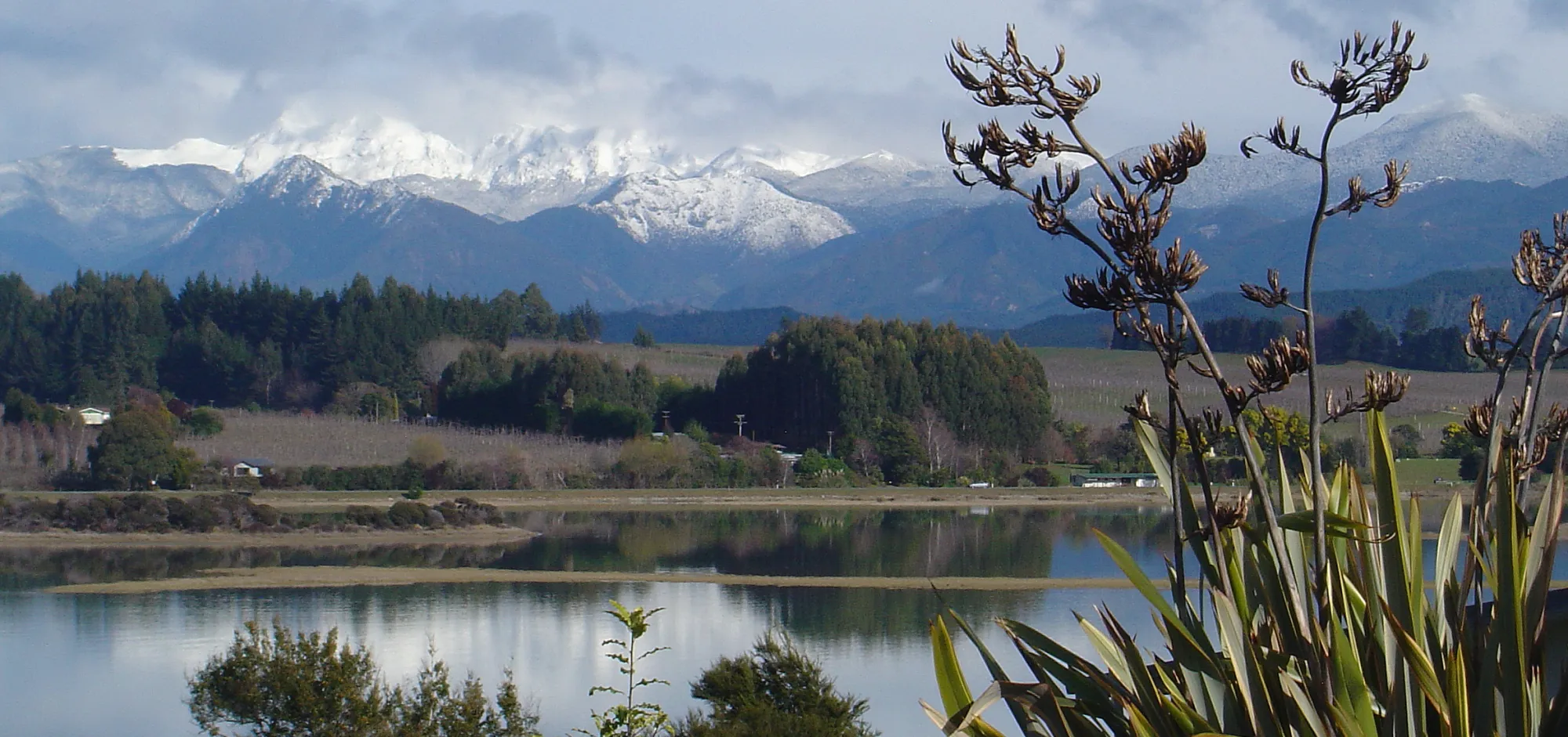 Flaxes on edge of Moutere Inlet to Mt Arthur