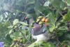 Resident Wood pigeon