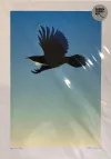 A fine art print of a flying Tui bird by New Zealand artist Glenn Jones, available at The Little Gallery Whangamata
