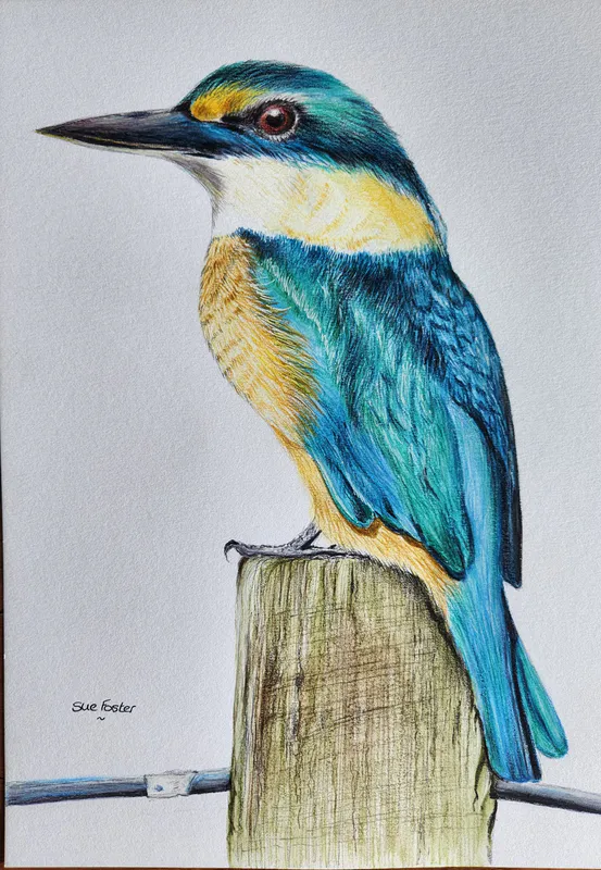 Watercolour Pencil drawing of Korare (NZ Kingfisher) on wooden perch by New Zealand artist Sue Foster, available at The Little Gallery Tairua