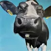 A contemporary art print of a Cow by New Zealand artist Clint C, available at The Little Gallery Tairua