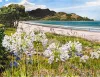 December Day, Wharekaho by Jane Galloway