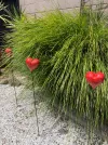 Garden Hearts