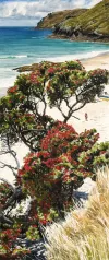 A Limited Edition fine art print of Pohutukawa at Otama Bay by New Zealand artist Jane Galloway, available at The Little Gallery Whangamata