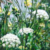 A Limited Edition fine art print of wild flowers by New Zealand artist Jane Galloway, available at The Little Gallery Tairua