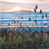 A Limited Edition fine art print of Whangamata at Sunrise by New Zealand artist Jane Galloway, available at The Little Gallery Whangamata