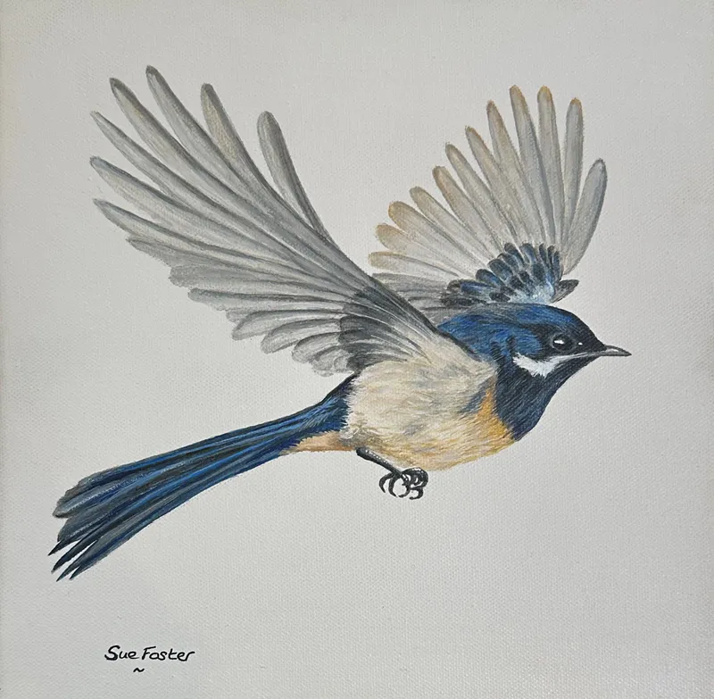 A beautifully executed Acrylic painting of a Fantail in mid flight by Sue Foster, available at The Little Gallery Tairua