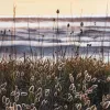 A Limited Edition fine art print of beach grasses at Sunrise by New Zealand artist Jane Galloway, available at The Little Gallery Tairua