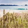 A Limited Edition fine art print of Cooks Beach by New Zealand artist Jane Galloway, available at The Little Gallery Whangamata