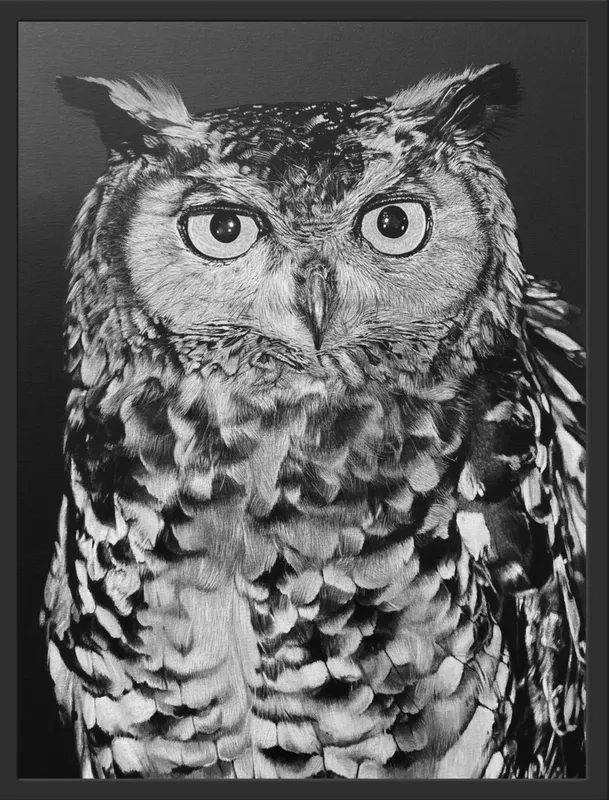 An original painting of an owl in black and white by Dylan Keys, available at The Little Gallery Tairua