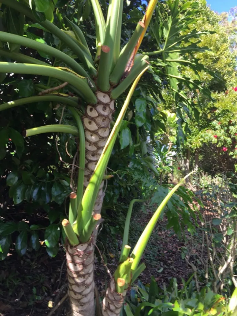 Philodendron Selloum