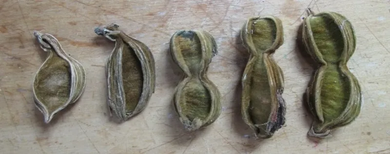 Irregular shaped Inga bean seed pods