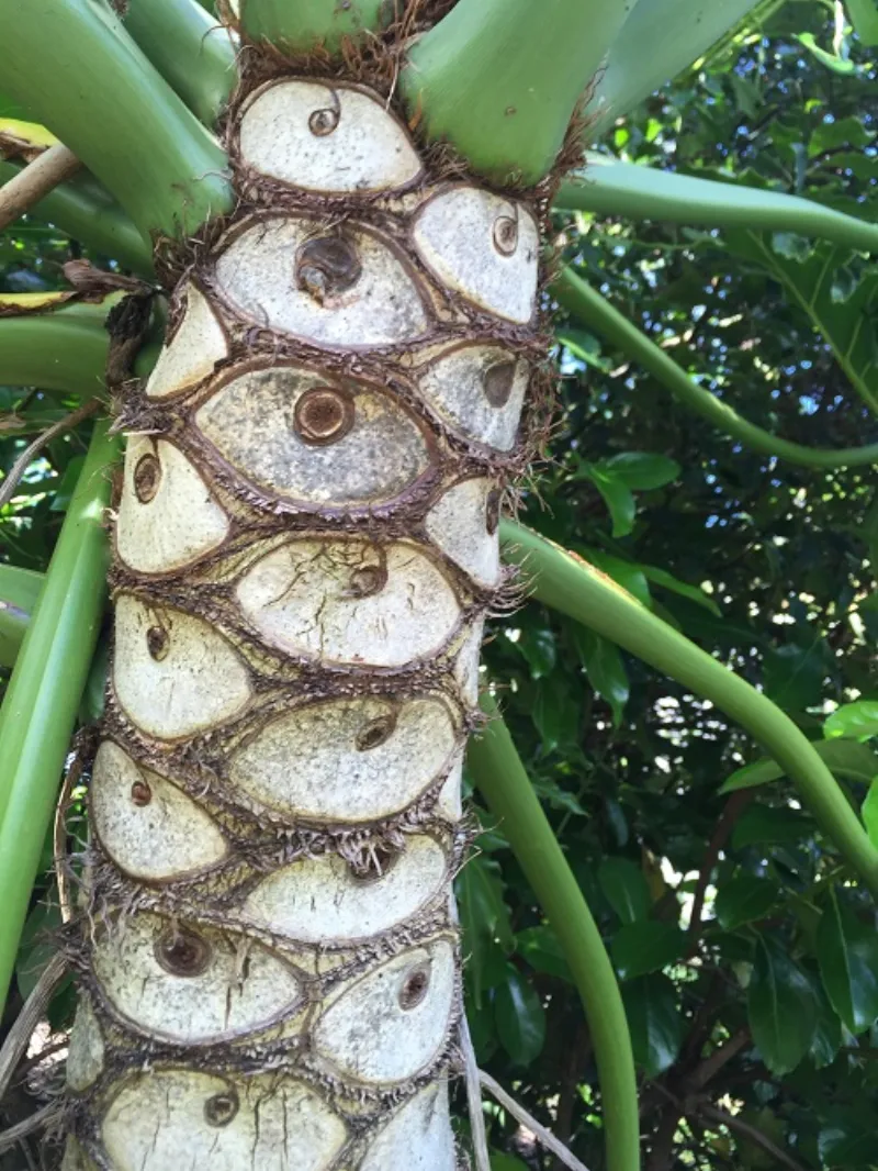 Philodendron Selloum