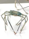 March of the Crabs, tapa (fetaʻaki), aluminium armature, 2020