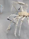 March of the Crabs, tapa (fetaʻaki), aluminium armature, 2020
